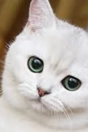 ปกนิยาย แก้มนุ่ม (Eggverse) จบแล้ว