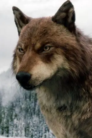 ปกนิยาย Wolf (OMEGAVERSE)