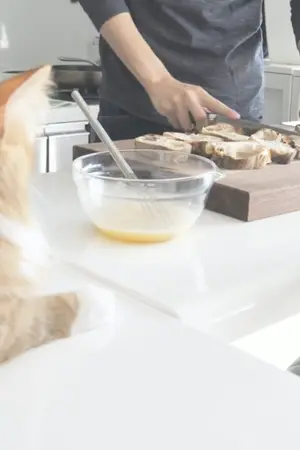 ปกนิยาย [YAOI] ขอโทษครับแมวผมหนีไปอยู่ห้องคุณหรือเปล่า? #แมวอยู่กับผม