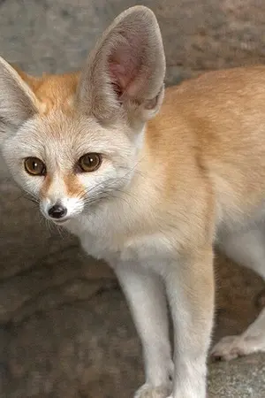 ปกนิยาย [Produce101] AU Omegaverse