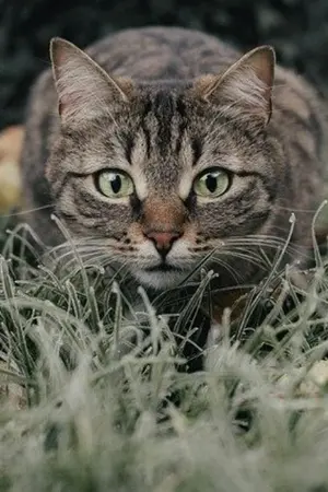 ปกนิยาย My love is him