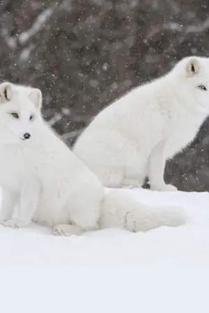 ปกนิยาย [EBOOK เล่ม1 มาแล้ว!] ที่แท้ศิษย์พี่ดีกับข้าถึงเพียงนี้  言为定