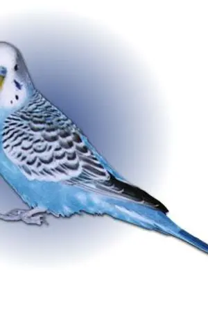 ปกนิยาย นกหงส์หยกข้าใครอย่าหมาย