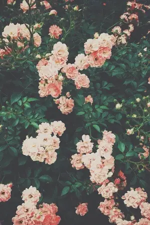 ปกนิยาย Quiet Rage ลวง [Yaoi]