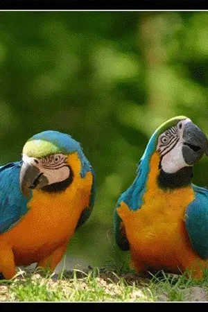 ปกนิยาย อย่าลืมความทรงจำในวัยเด็ก*