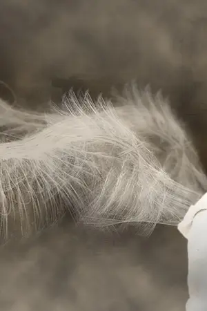 ปกนิยาย ปีกแห่งอิสระ