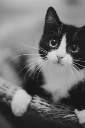 ปกนิยาย Take me home >• •< คู่มือว่าด้วยการจีบแมว [Yaoi]