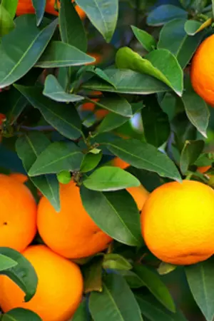 ปกนิยาย ร่ายฤทธิ์รัก  ( ซีรีส์ชุด จอมใจจอมทมิฬ )