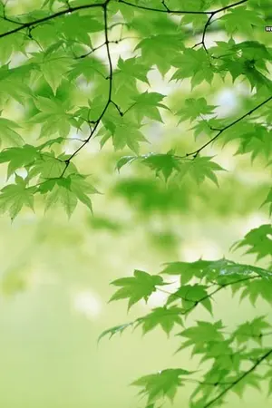 ปกนิยาย ภูทยา มนตราแห่งขุนเขา [YAOI]