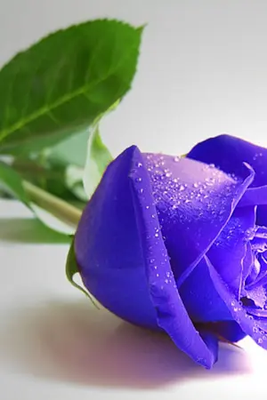 ปกนิยาย The Blue Rose Nymph...กุหลาบงามของเจ้าชายพราย...