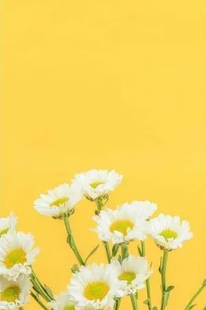 ปกนิยาย {os&sf} seventeen | เล่าเพลง