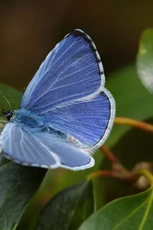 ปกนิยาย การเดินทางของผีเสื้อ Online [ Butterfly's journey ]