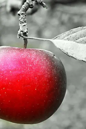 ปกนิยาย secrecy - room