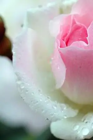 ปกนิยาย The Roses  - Johnten  NCT [END]