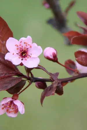 ปกนิยาย Power Blossom (You'r My Destiny) - taeten NCT