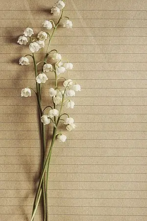 ปกนิยาย ภาพจำรางเลือน