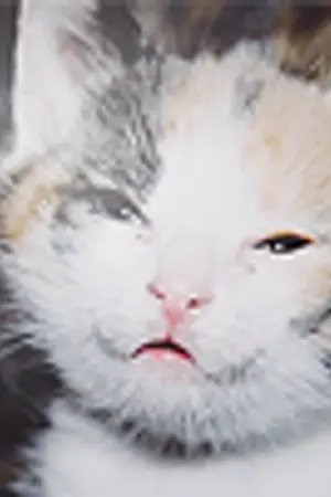 ปกนิยาย Rule :: กรรมการนักเรียนตัวร้ายกับนายผิดระเบียบ [Yaoi]