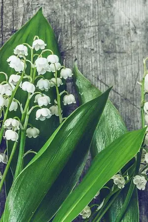 ปกนิยาย มงกุฎใบไม้