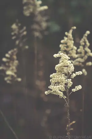 ปกนิยาย (Fic Bleach) Untouchable