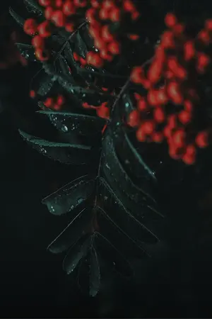 ปกนิยาย (Fic Conan | Gin x Sherry) Blooming