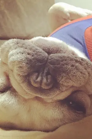 ปกนิยาย CALL WE CHANBAEK