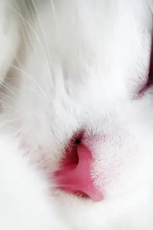 ปกนิยาย [SHINEE FICTION - SF] WHITE CAT (JONGHYUN x KEY)