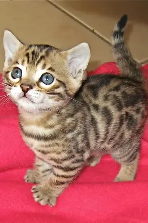 ปกนิยาย Meine Katze อุ่นรัก ละมุนใจ เจ้าชายแมวเหมียว