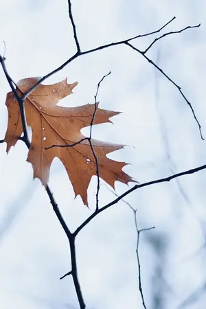 ปกนิยาย [SF Haikyuu] Wanna Hold Hands? (Lev x Yaku)