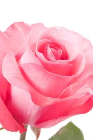 ปกนิยาย [Shot-Fic : SNSD] ::+:: COPY รักนี้ไม่มีลวง ::+:: [Yuri]