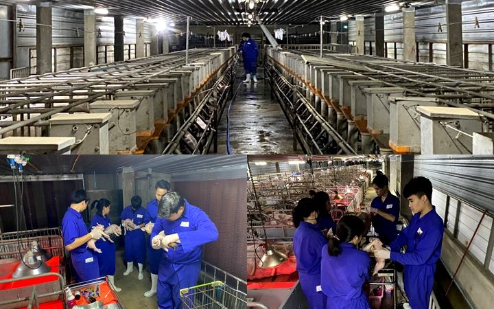 ฟาร์มสุกร ภาควิชาสัตวศาสตร์และสัตว์น้ำ ม.เชียงใหม่