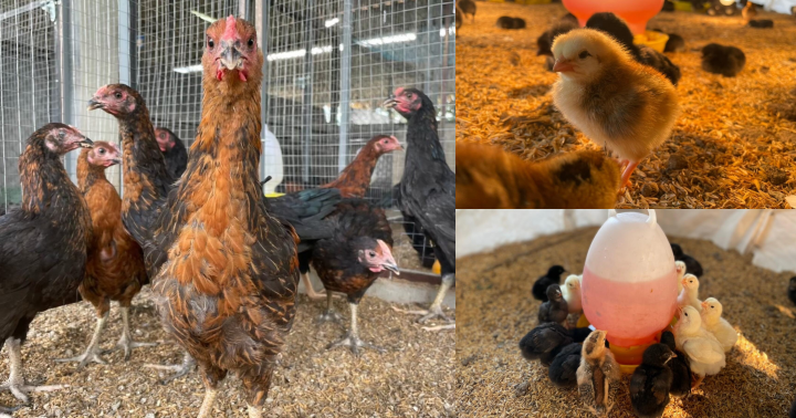 ฟาร์มสัตว์ปีก ภาควิชาสัตวศาสตร์และสัตว์น้ำ&nbsp; ม.เชียงใหม่