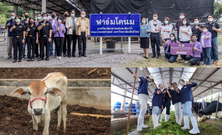 ฟาร์มสัตว์เคี้ยวเอื้อง ภาควิชาสัตวศาสตร์และสัตว์น้ำ&nbsp; ม.เชียงใหม่