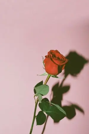 ปกนิยาย [os / sf] | wanna one | Universe - [danhoon] [2park] [onghoon]