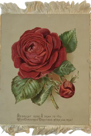 ปกนิยาย Eden Rose | KOOKMIN