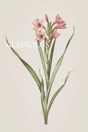 ปกนิยาย ถึง...แกลดิโอลัส | Dear Gladiolus