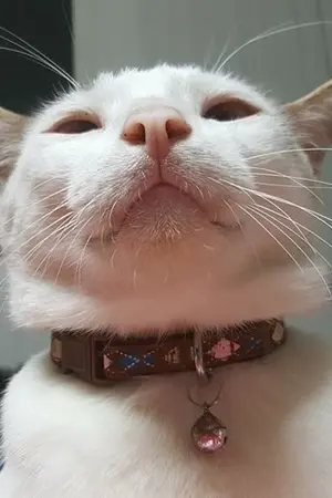 ปกนิยาย รักเมี๊ยวป่วน..ข้ามมิติ (THE END)