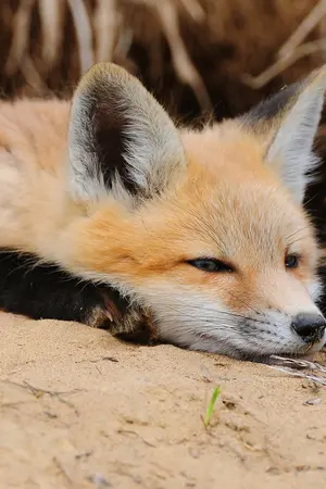 ปกนิยาย รังเก็บของของจิ้งจอก