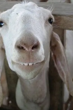 ปกนิยาย ห้องลองโค้ท XXX