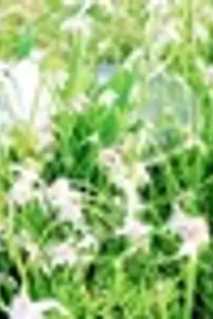 ปกนิยาย (เจ้า) 'ตรัย'