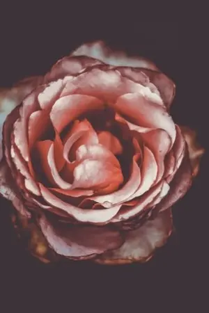 ปกนิยาย พิษรักลาญใจ