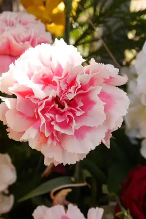 ปกนิยาย วันที่ฉันตาย the day I die