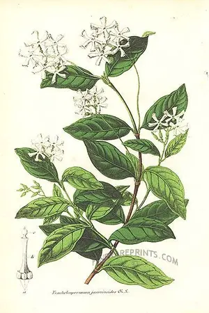 ปกนิยาย ขอรักสักหนึ่งทิวา