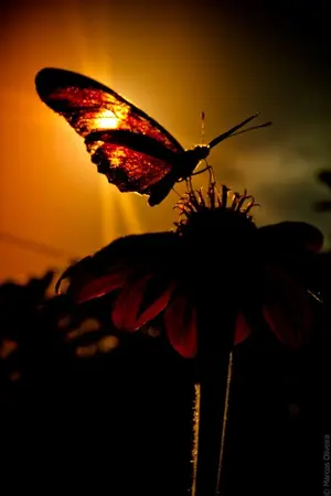 ปกนิยาย ความรักมันดียังไง