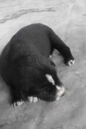 ปกนิยาย นักกวีฝึกหัด