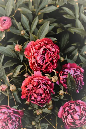 ปกนิยาย เป็นนางเอกแล้วไง ชาตินี้ขอทำตามใจก็แล้วกัน