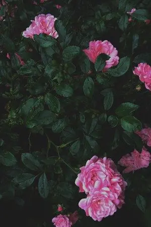 ปกนิยาย ซ่อนรัก (Yaoi)