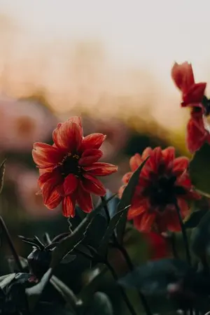 ปกนิยาย มาลาการ (Yaoi)