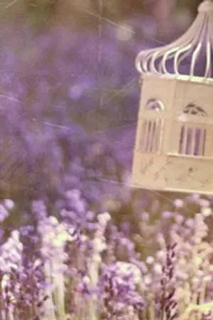 ปกนิยาย [B.A.P] LOJAE : Wild BlueBell