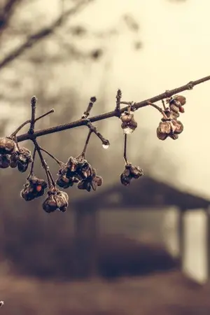 ปกนิยาย หนึ่งเปอร์เซ็นต์ yaoi (mpreg)