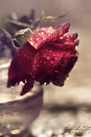 ปกนิยาย Fiction Reborn all69 +etc.